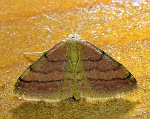 Réf. 334 527 : Scopula rubiginata